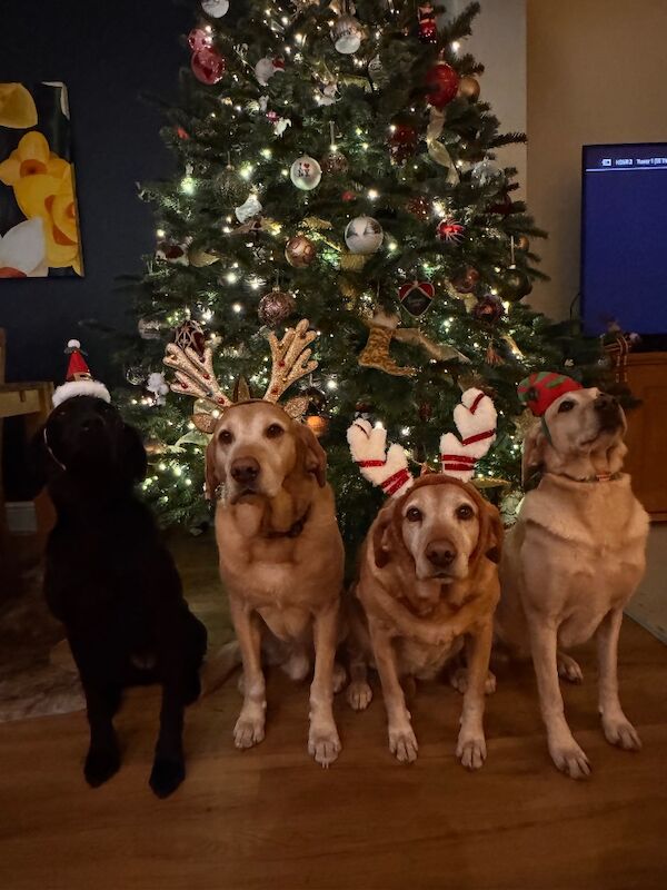 Suzanne Bates - Labrador Breeder - Image 4