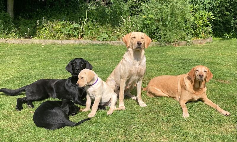 Suzanne Bates - Labrador Breeder on Labrador Owners - Image 5