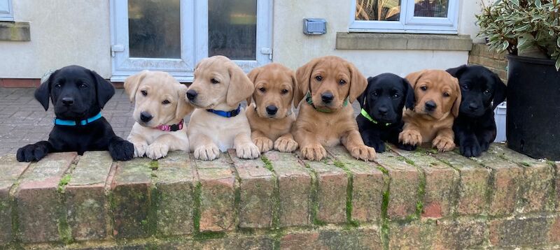 Suzanne Bates - Labrador Breeder - Image 6