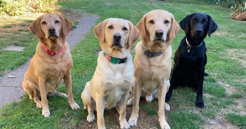 Suzanne Bates - Labrador Breeder - Image 7