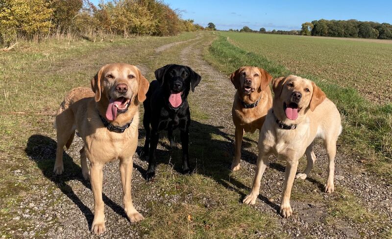 Suzanne Bates - Labrador Breeder - Image 8