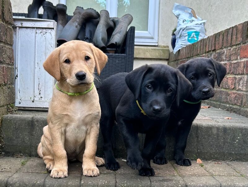 Suzanne Bates - Labrador Breeder - Image 9