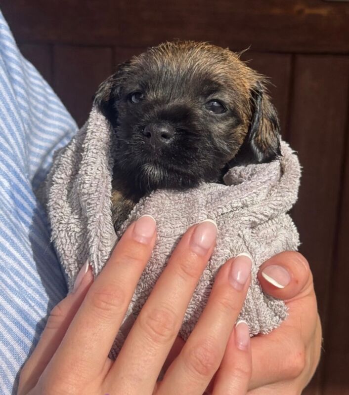 Tracy Flinders - Licensed Labrador Breeder - Image 1