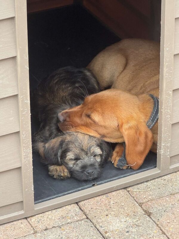 Tracy Flinders - Licensed Labrador Breeder - Image 3