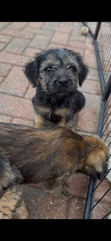 Tracy Flinders - Licensed Labrador Breeder - Image 4