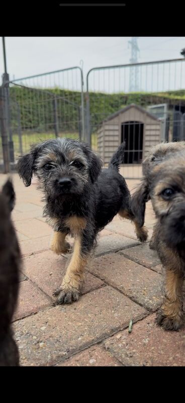 Tracy Flinders - Licensed Labrador Breeder - Image 5