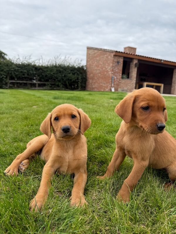 Tracy Flinders - Licensed Labrador Breeder - Image 6