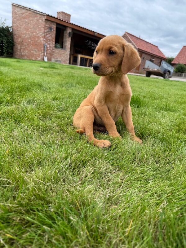 Tracy Flinders - Licensed Labrador Breeder - Image 7