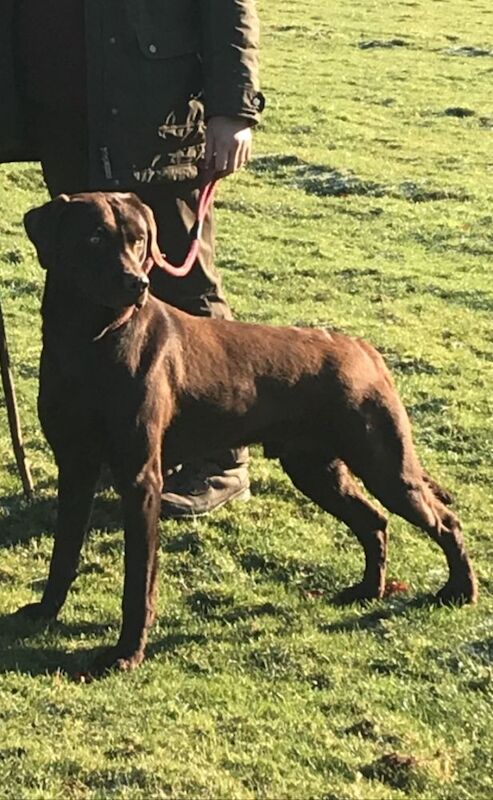 Verita Farmer - Licensed Labrador Breeder on Labrador Owners - Image 1