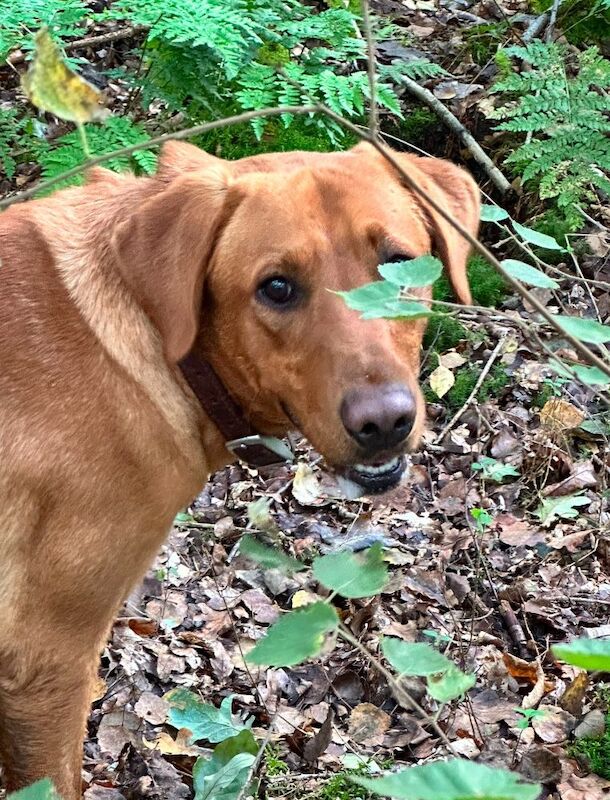 Verita Farmer - Licensed Labrador Breeder - Image 2