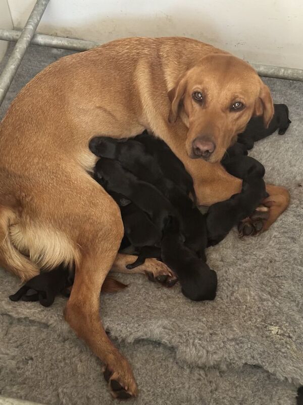 Verita Farmer - Licensed Labrador Breeder - Image 5