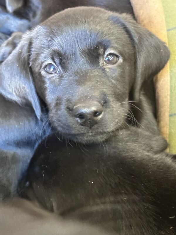 Verita Farmer - Licensed Labrador Breeder on Labrador Owners - Image 6