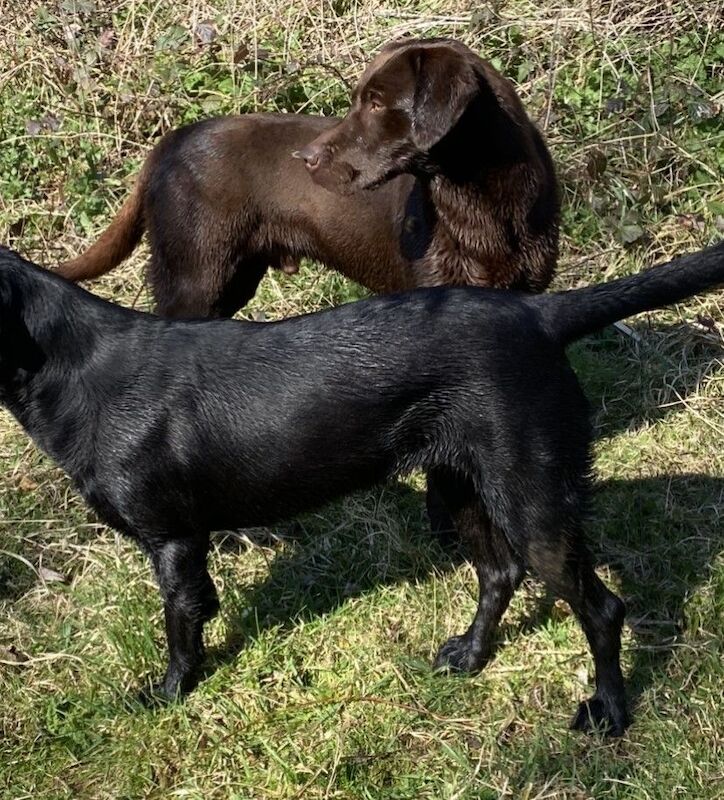 Verita Farmer - Licensed Labrador Breeder on Labrador Owners - Image 7