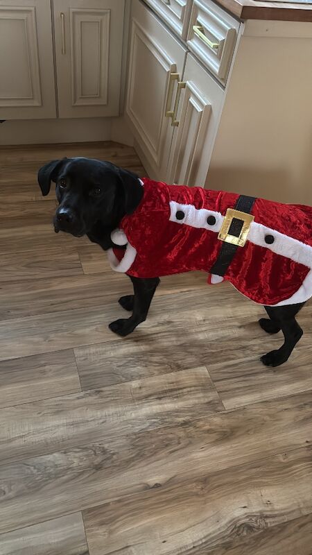 Verity Lawrence - Labrador Breeder - Image 1