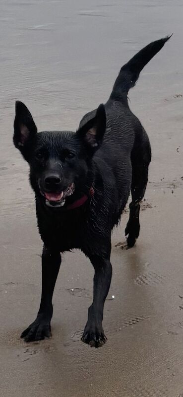 Verity Lawrence - Labrador Breeder - Image 2