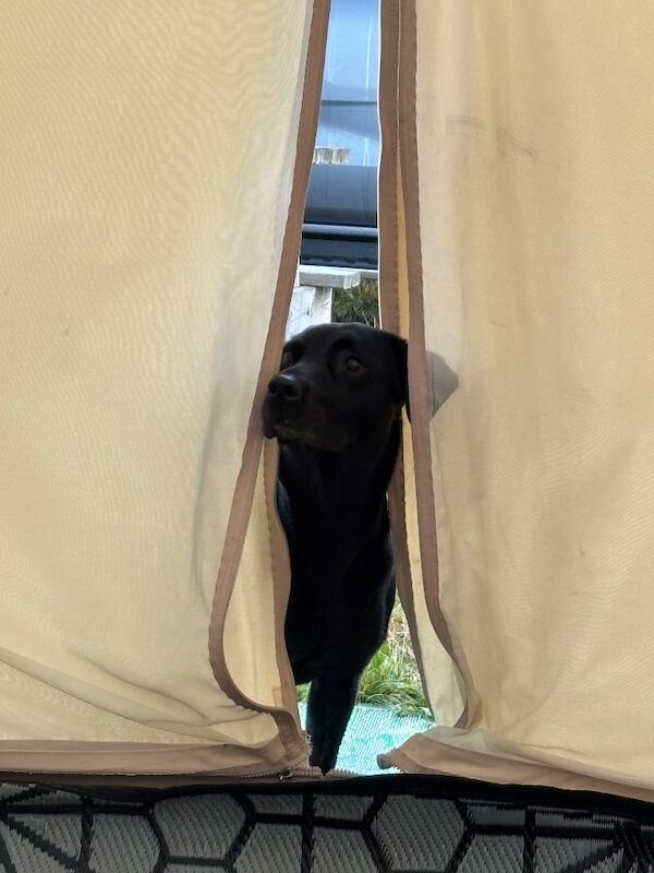 Verity Lawrence - Labrador Breeder - Image 3