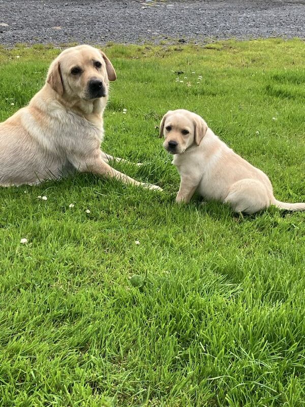 veronica - Private Seller on Labrador Owners - Image 1