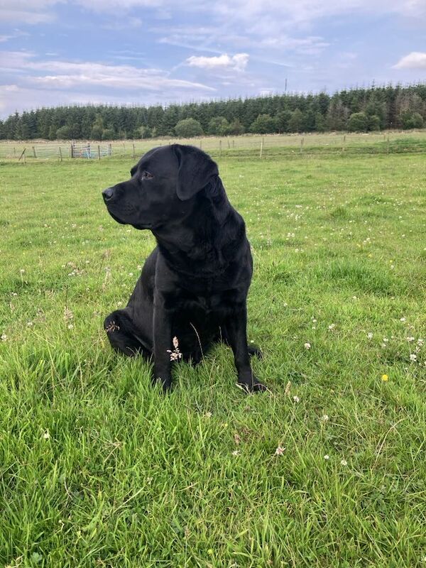 veronica - Private Seller on Labrador Owners - Image 2