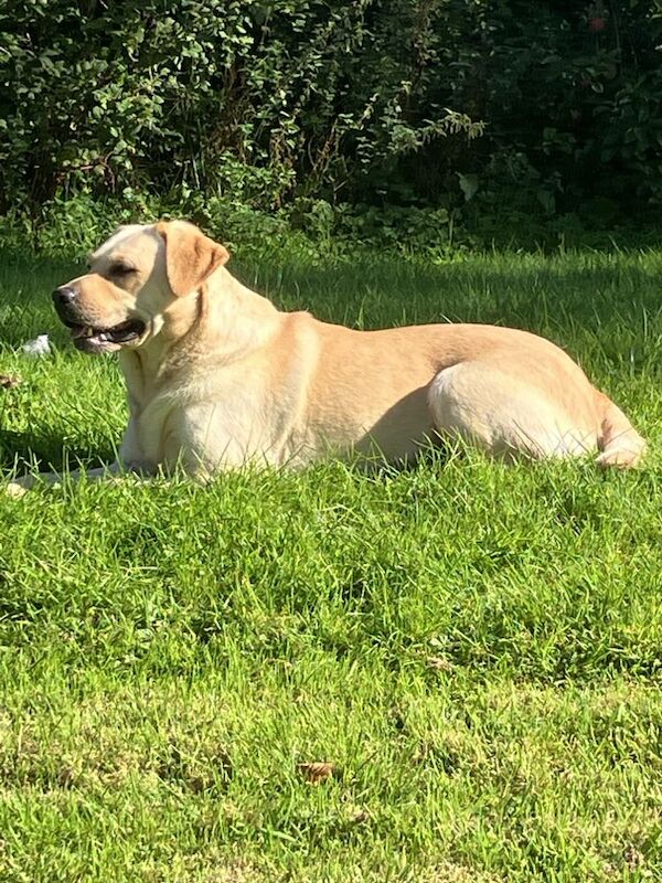 veronica - Private Seller on Labrador Owners - Image 3