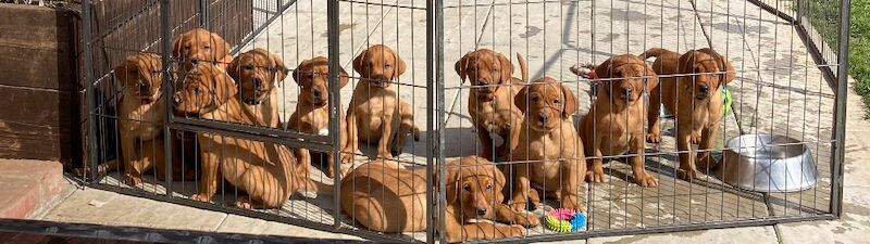 Whelwold Gundogs - Labrador Breeder in Melton Mowbray, Leicestershire  on Labrador Owners - Image 1